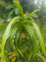 Vanda