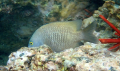 Plectroglyphidodon marginatus