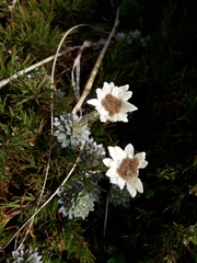 Leucogenes leontopodium