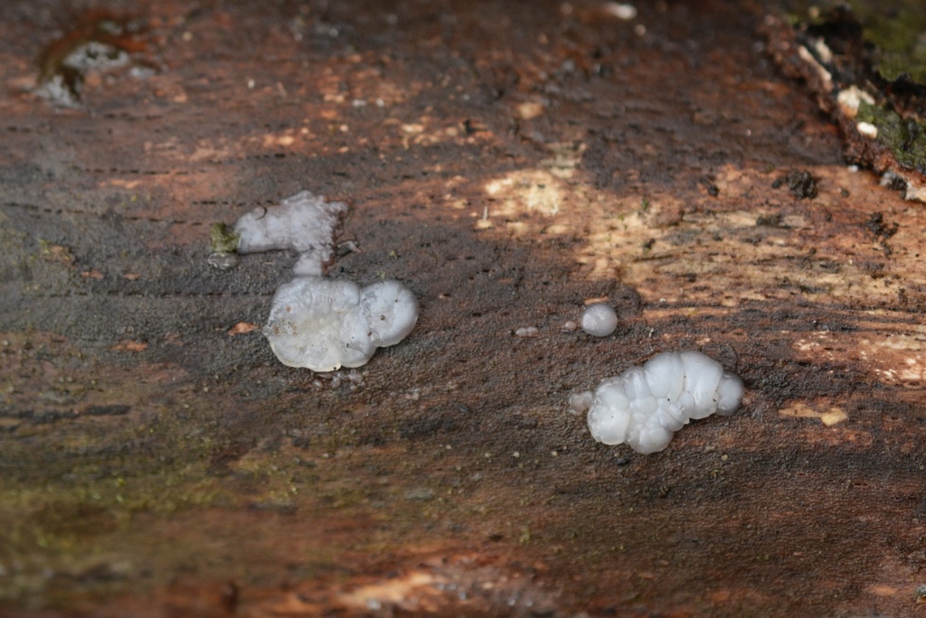 Exidia thuretiana · February 2026 · photo: © cryptomarasmius (iNaturalist, cc-by)