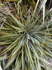 Aciphylla colensoi