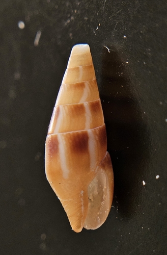 Mitrella menkeana observed 2026-02-06