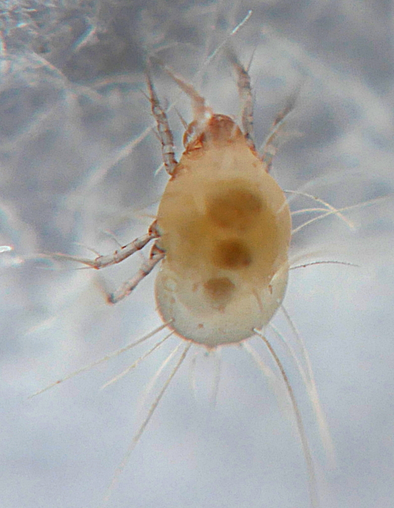 Astigmata