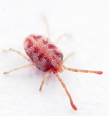Smarididae