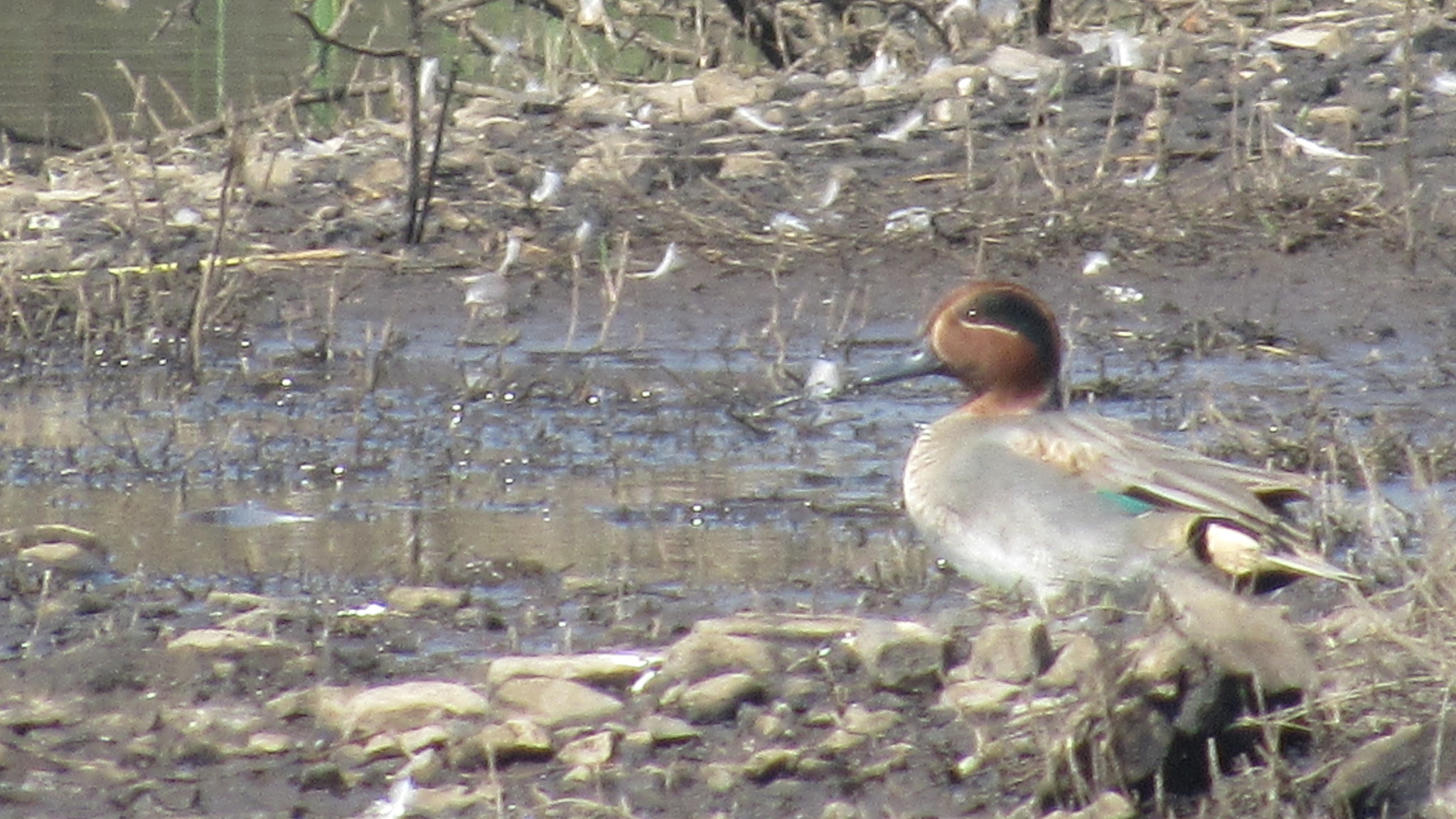 Common Teal