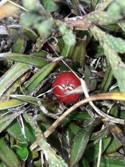 Astelia linearis