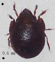 Galumnidae