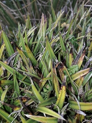 Astelia linearis