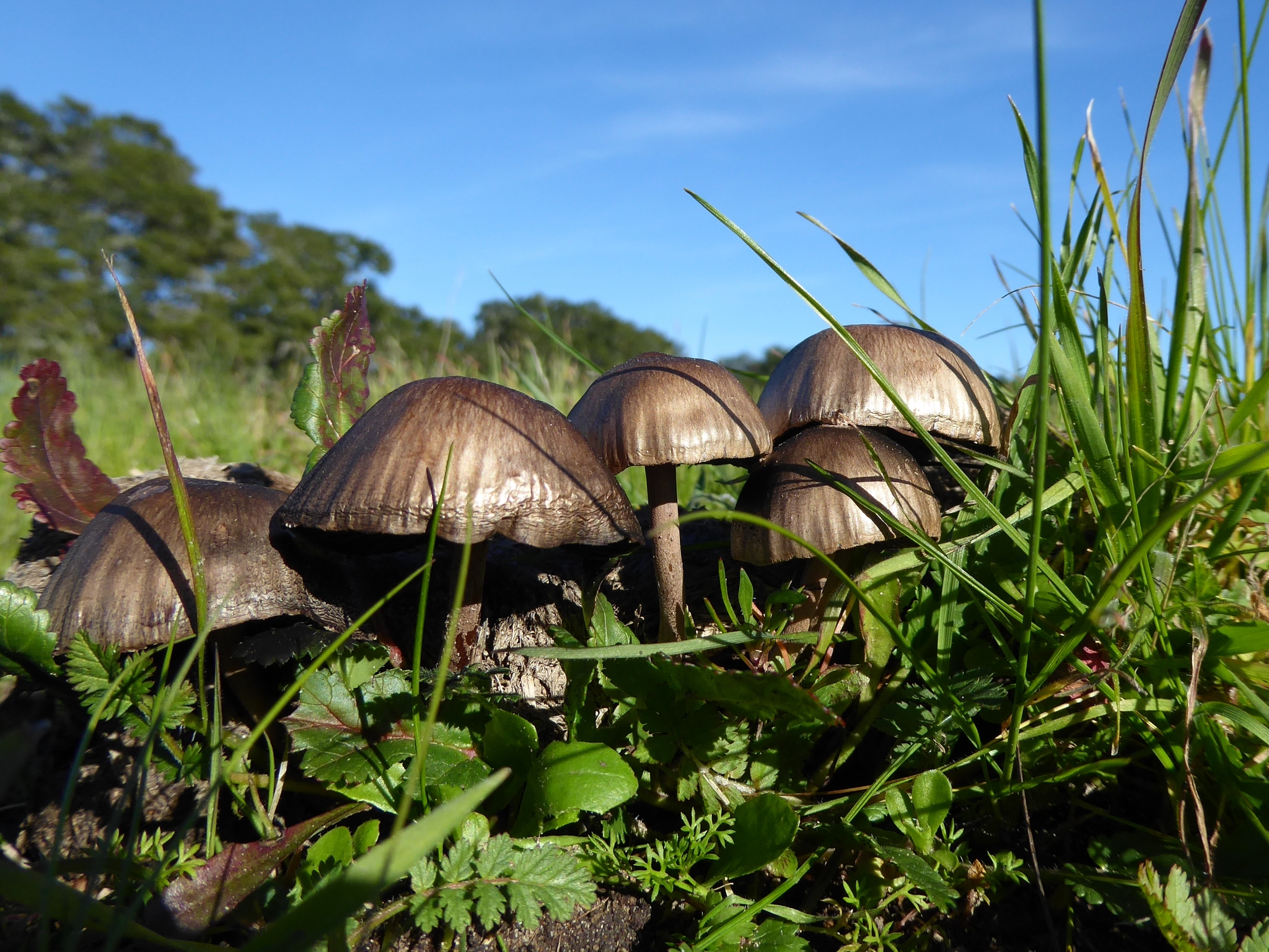 Panaeolus antillarum image