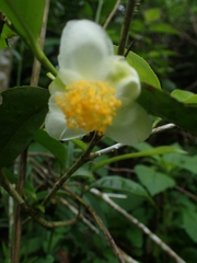 Camellia sinensis