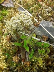 Plantago lanigera