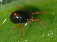 Penthaleus major