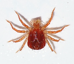 Parasitiformes