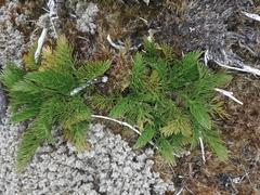 Aciphylla dissecta