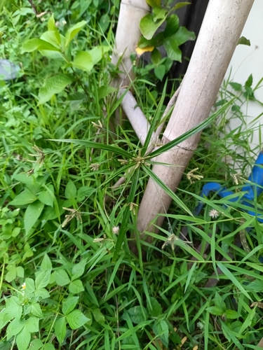 Persian cyperus (Cyperus laxus)