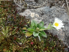 Celmisia hieraciifolia