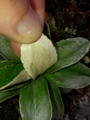 Celmisia hieraciifolia