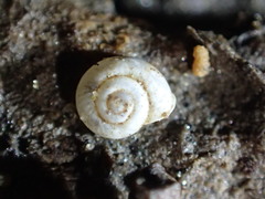 Vallonia pulchella