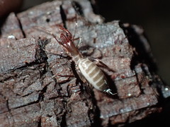 Hubbardia pentapeltis