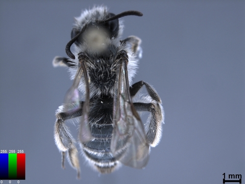 iNaturalist observation photo of Mining Bees