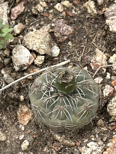 Gymnocalycium baldianum