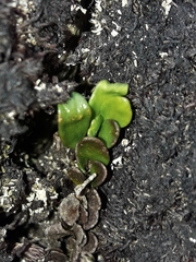 Notogrammitis crassior