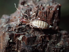 Hubbardia pentapeltis