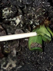 Notogrammitis crassior