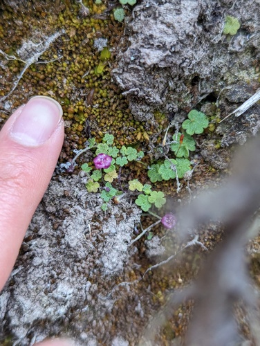 Sibthorpia repens, photograph 4