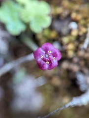 Sibthorpia repens, photograph (c) Zihao Wang, some rights reserved (CC BY)