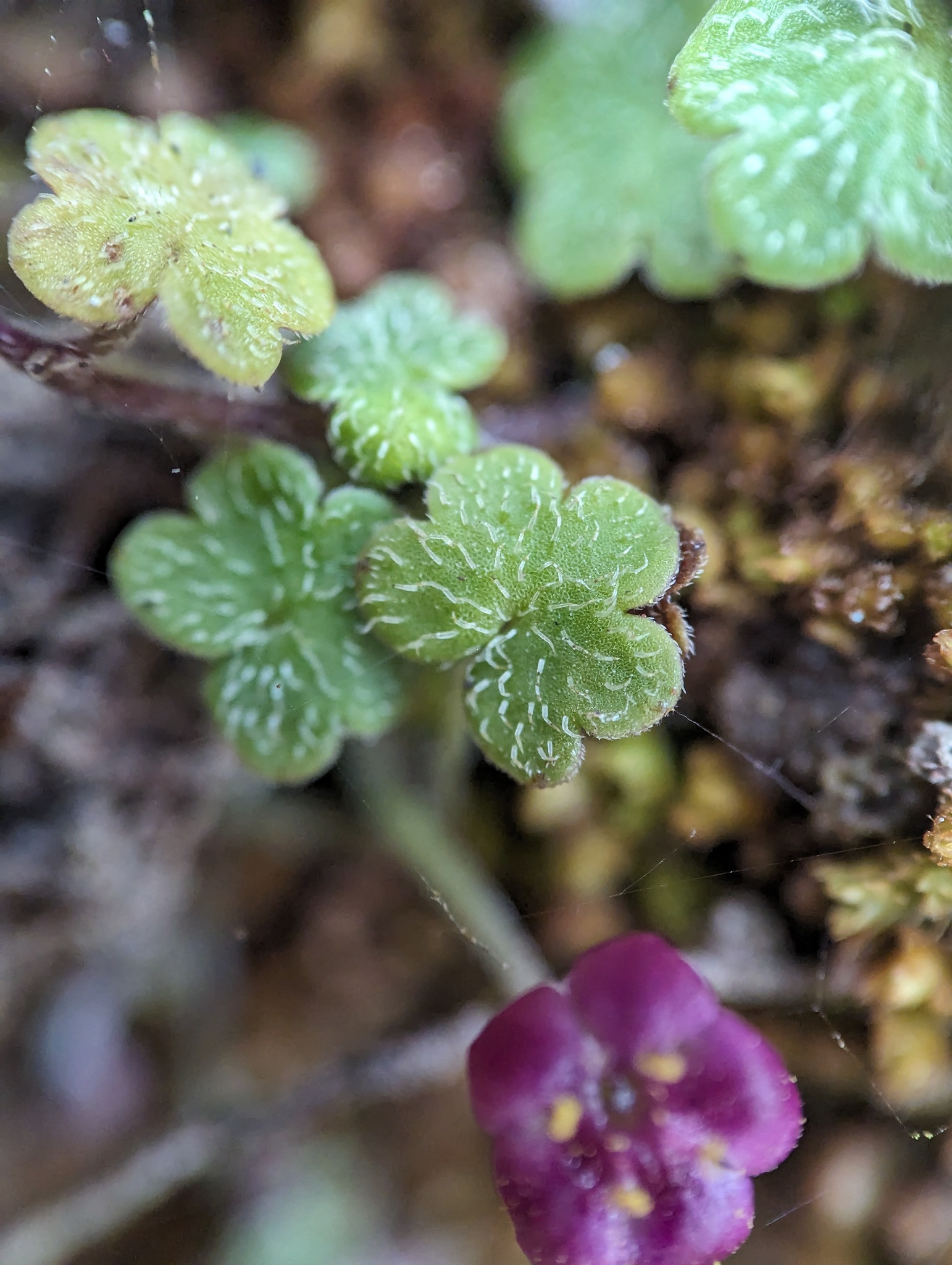 Sibthorpia repens
