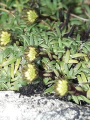 Abrotanella pusilla