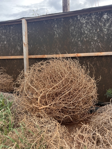 Salsola tragus observed 2026-01-21