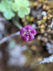 Sibthorpia repens, photograph (c) Zihao Wang, some rights reserved (CC BY)
