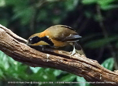 Pterorhinus pectoralis