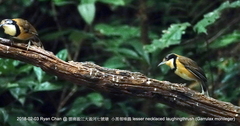 Pterorhinus pectoralis