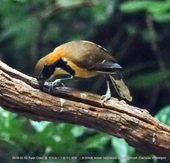 Pterorhinus pectoralis