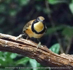 Pterorhinus pectoralis