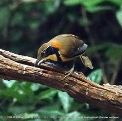 Pterorhinus pectoralis