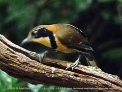 Pterorhinus pectoralis