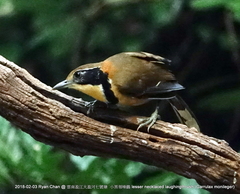 Pterorhinus pectoralis
