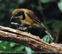 Pterorhinus pectoralis