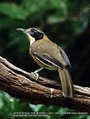 Pterorhinus pectoralis