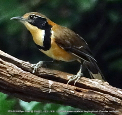 Pterorhinus pectoralis
