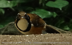 Pterorhinus pectoralis