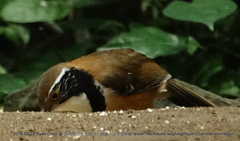 Pterorhinus pectoralis
