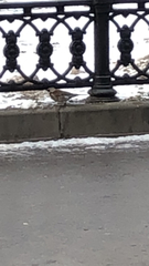 Turdus pilaris