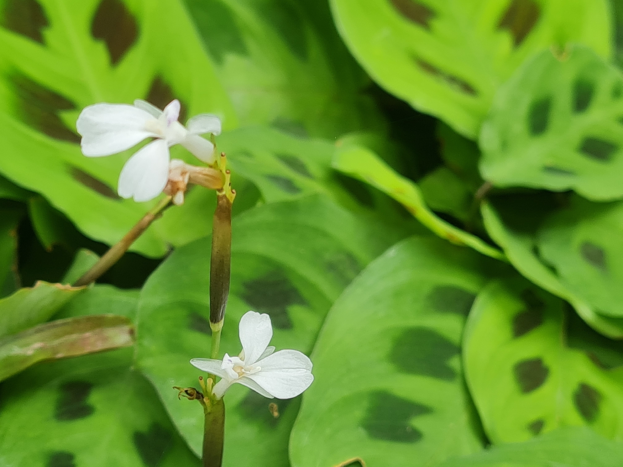 Maranta leuconeura