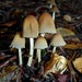 Coprinellus Sect. Micacei - Photo (c) Leslie Flint, some rights reserved (CC BY-NC), uploaded by Leslie Flint
