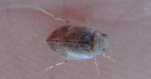 Hygrotus polonicus